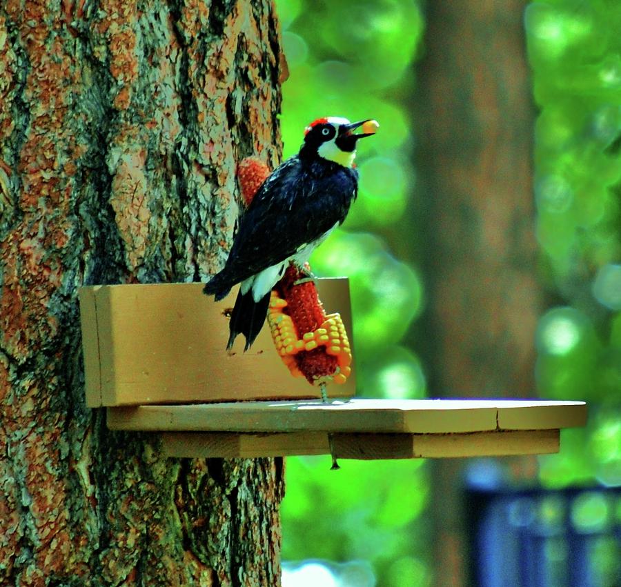 Woodpecker Photograph - Acorn Woodpecker by Helen Carson