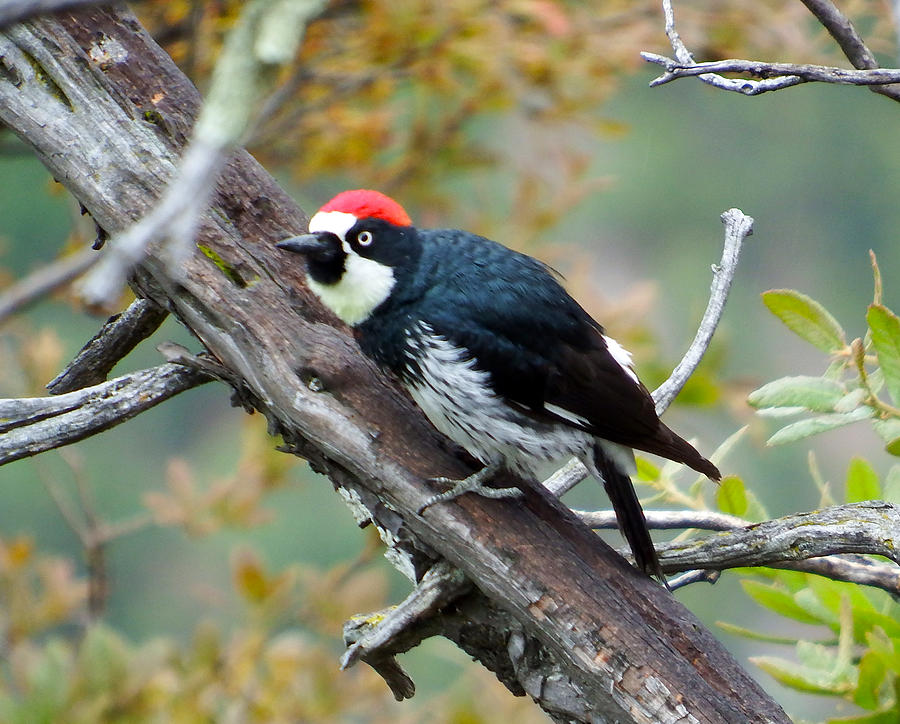 Bird Photograph - Acorn Woodpecker by Kurt Van Wagner