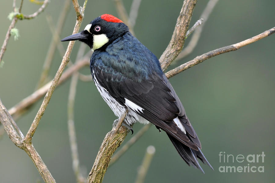 Acorn Woodpecker Photograph by Laura Mountainspring