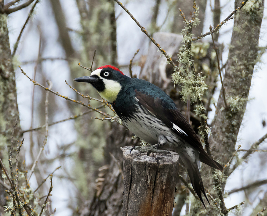 Acorn Woodpecker Photograph by Loree Johnson