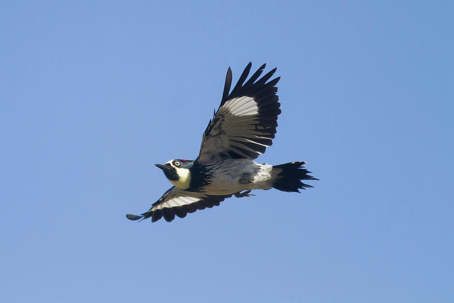 Acorn Woodpecker Photograph by Mark Miller
