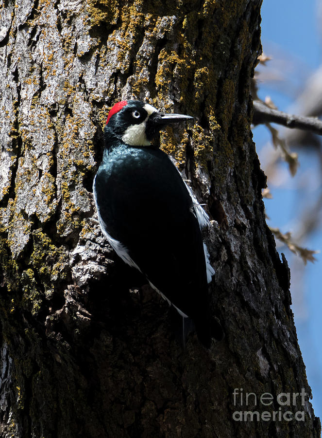 Acorn Woodpecker Photograph by Michael Dawson