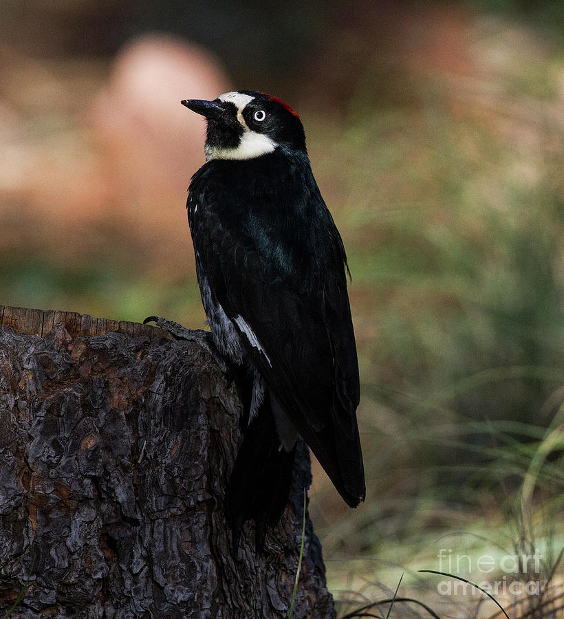 Acorn Woodpecker on a stump Photograph by Ruth Jolly