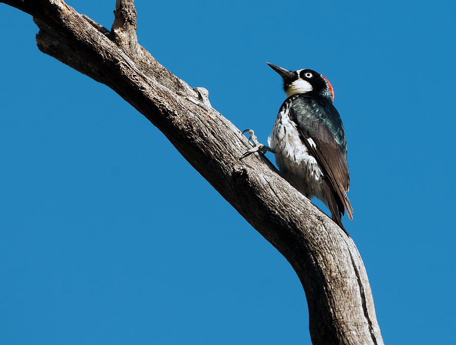 Acorn Woodpecker Photograph by Tam Ryan