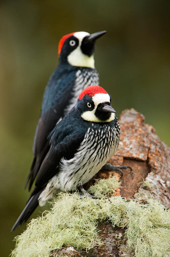 Nature Photograph - Acorn Woodpeckers Melanerpes by Panoramic Images