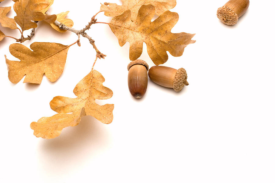 acorn and oak leaf tags