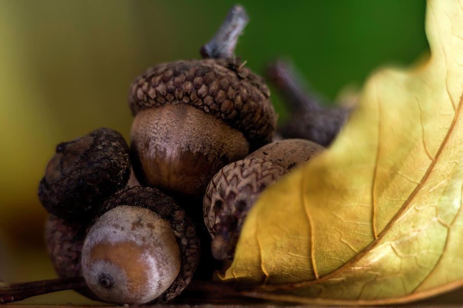 Acorns in fall Photograph by Wolfgang Stocker