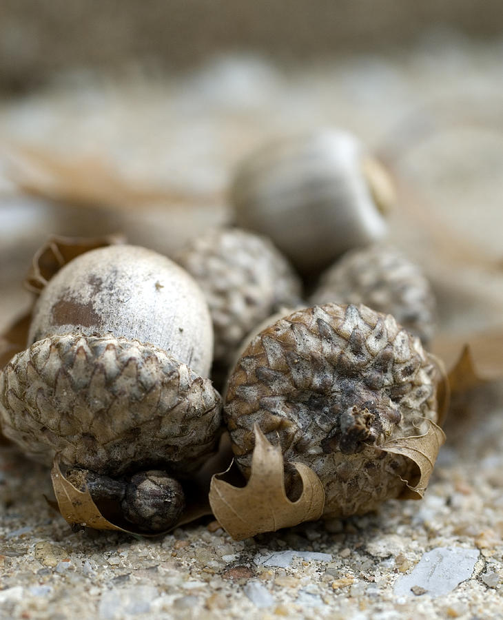 Acorns Photograph - Acorns by Jessica Wakefield Acorns Photograph - Acorns by Jessica Wakefield