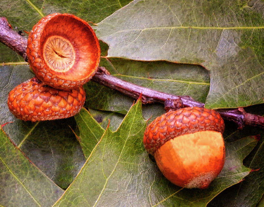 Acorns on Oak Leaves Photograph by Peg Runyan