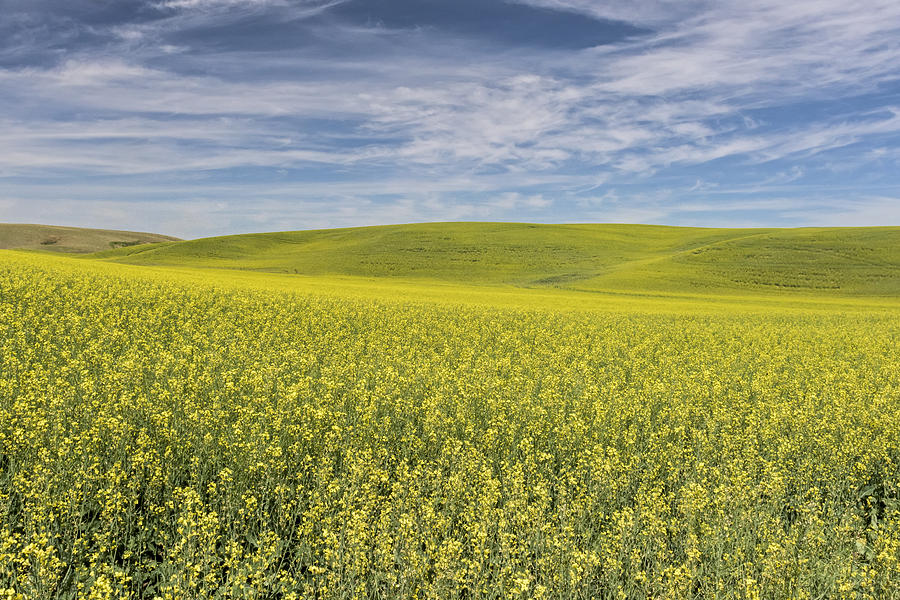 Acreage of Yellow Photograph by Jon Glaser