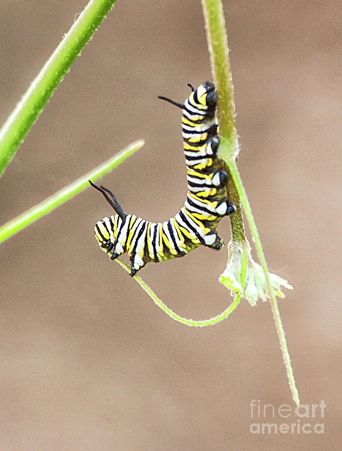 Acrobatic Caterpillar Photograph by Ruth Jolly