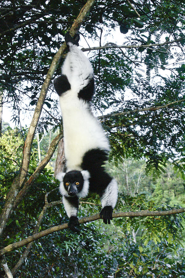 Acrobatic Lemur Photograph by Michele Burgess