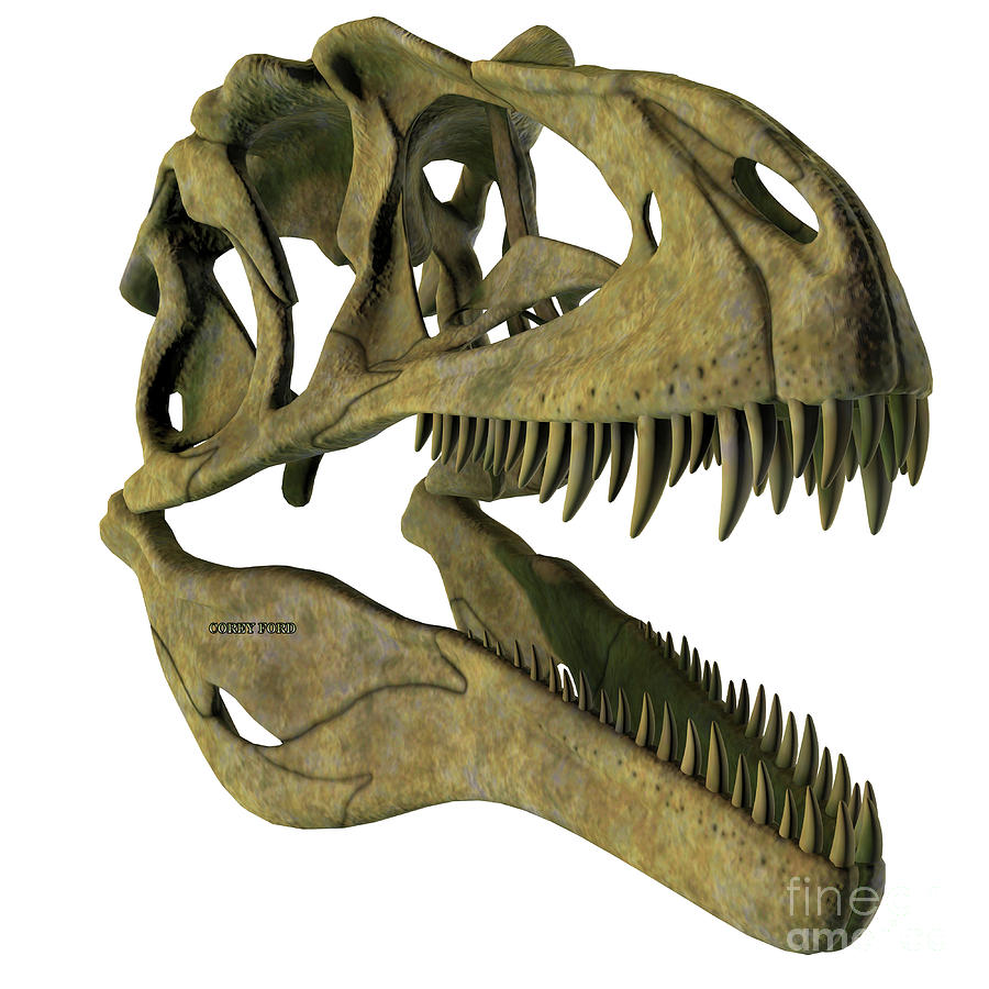 Acrocanthosaurus Dinosaur Skull Digital Art by Corey Ford