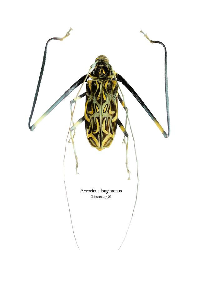 Nature Digital Art - Acrocinus II by Geronimo Martin Alonso Nature Digital Art - Acrocinus II by Geronimo Martin Alonso