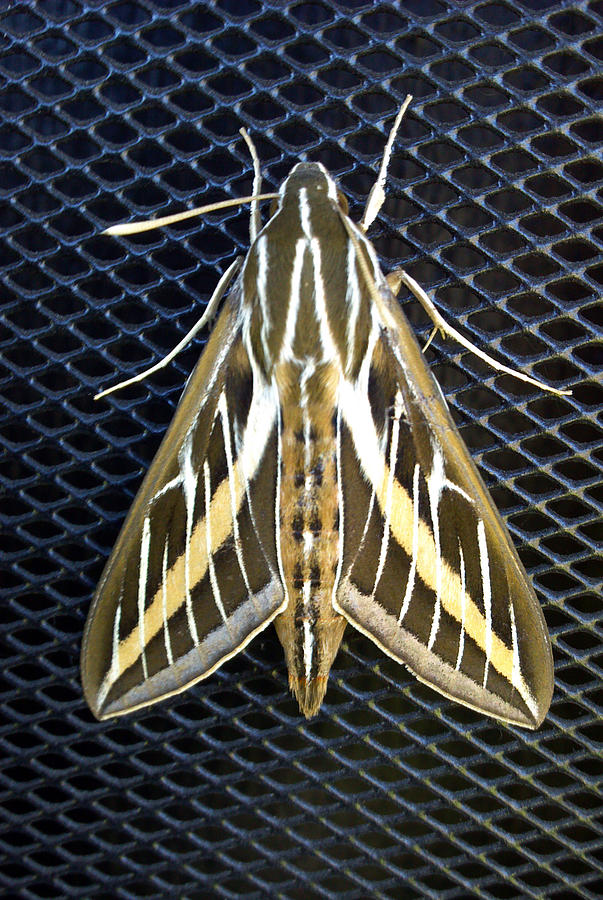 Acronicta Leporina by Tarey Potter Acronicta Leporina by Tarey Potter