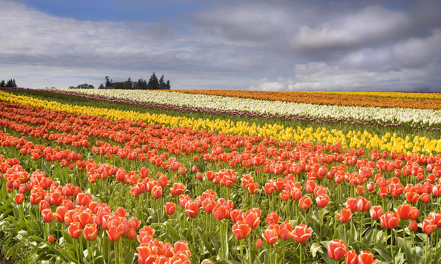 Tulip Photograph - Across colorful fields by Michael Dawson