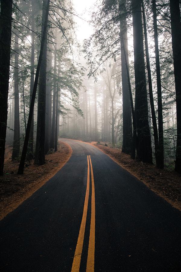 Mount Tamalpais Photograph - Across the forest by Matthew Ronder-Seid Mount Tamalpais Photograph - Across the forest by Matthew Ronder-Seid