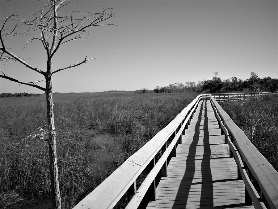 Across the Swamp by Ken Bradford Across the Swamp by Ken Bradford