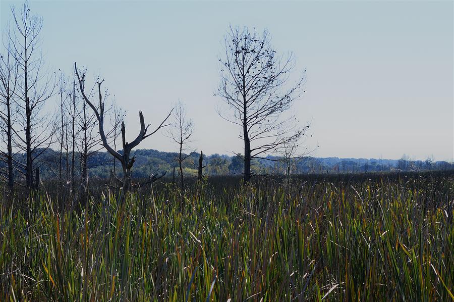  Across the Wetlands Photograph by Warren Thompson