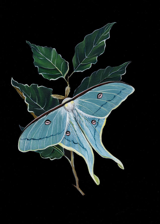 Luna Moth Painting, Luna Moth, Insect Art, Actias Luna, Teal Wall outlet Art, Teal Decor, Luna Moth Art, Butterfly Art, Butterfly Decor, Moth