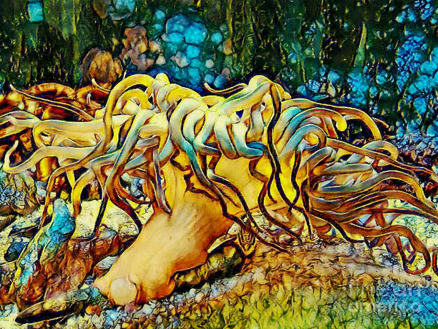 Actinia by Olga Hamilton Actinia by Olga Hamilton