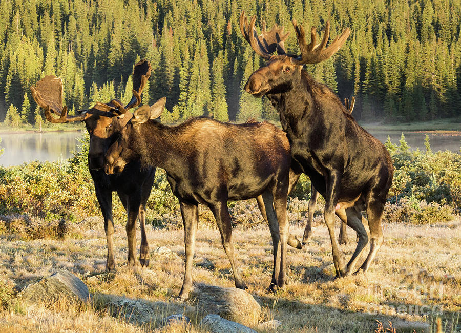 Active Moose Photograph by Steven Parker