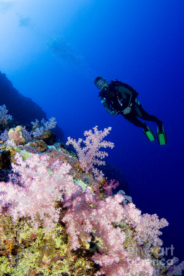 Acyonarian coral and diver Photograph by Dave Fleetham - Printscapes