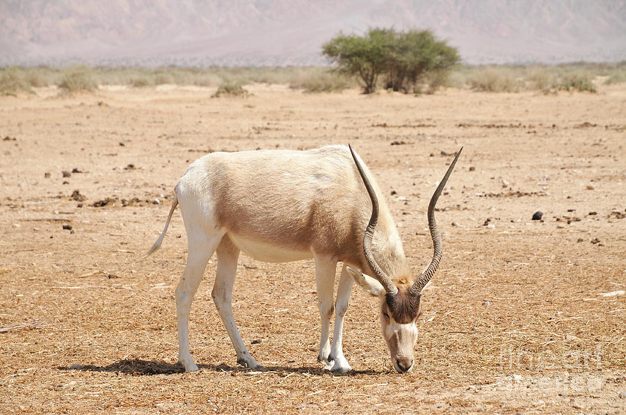 Wildlife Photograph - Addax Addax Nasomaculatus by Shay Levy Wildlife Photograph - Addax Addax Nasomaculatus by Shay Levy