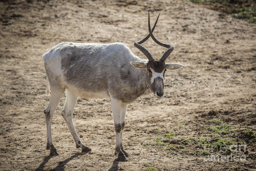 Nature Photograph - Addax by Jemmy Archer