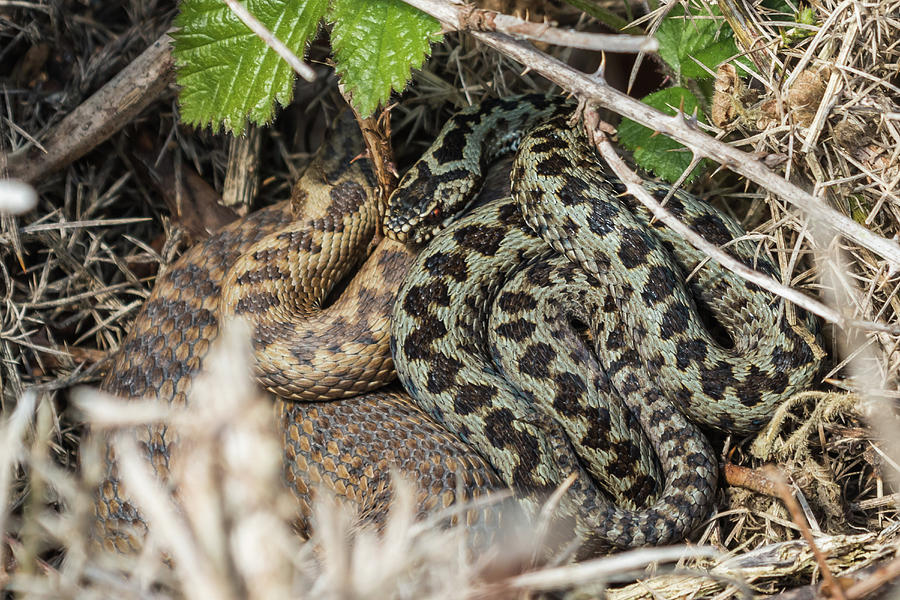 Adder Pair Photograph by Wendy Cooper
