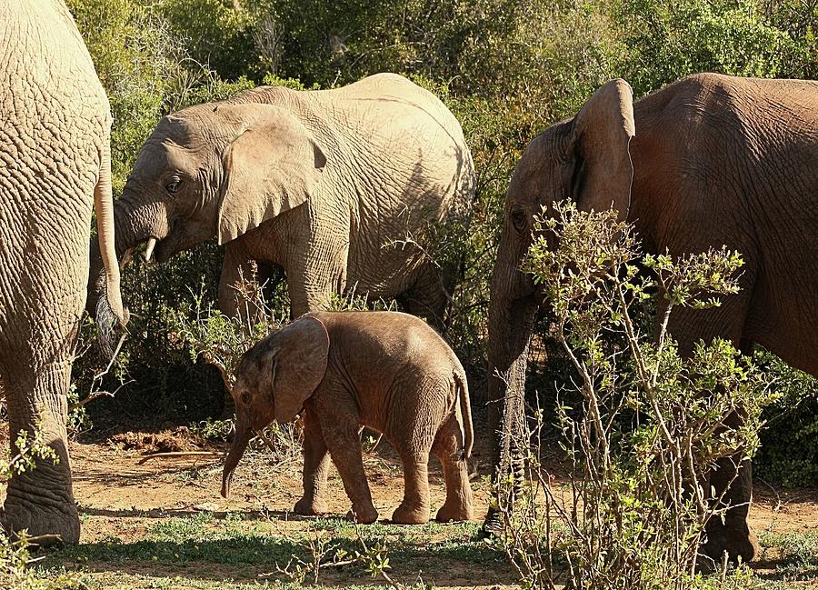 Addo Elephant Family Photograph by Jennifer Wheatley Wolf