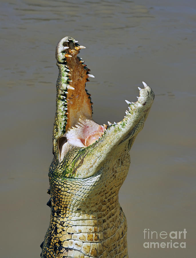 Adelaide River Crocodile Photograph by Bill  Robinson