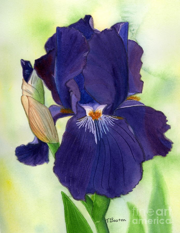Iris Painting - Adeles Iris by Teresa Boston