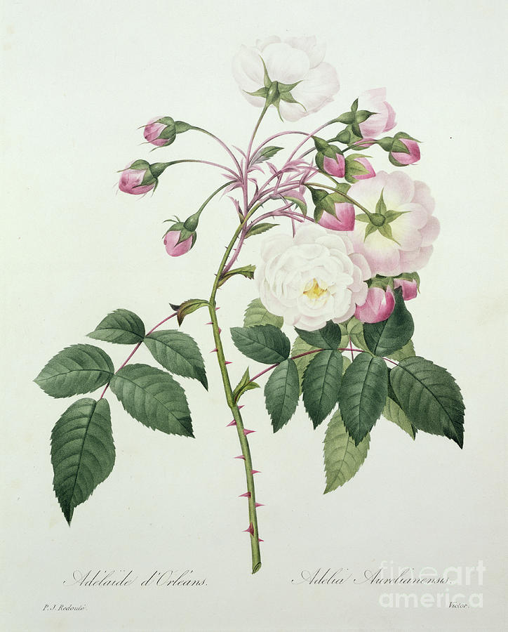 Adelia aurelianensis by Redoute Drawing by Pierre Joseph Redoute