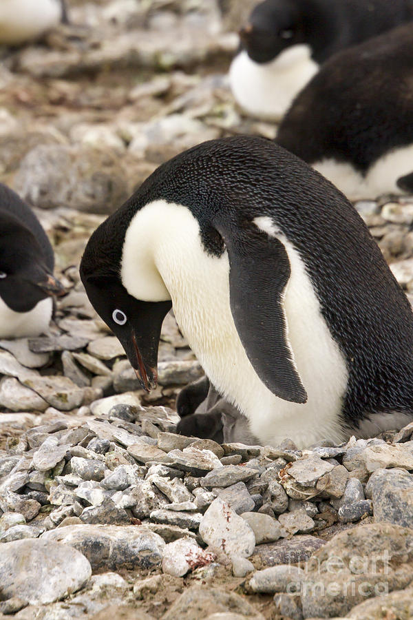Adelie Penguin and chicks Photograph by Karen Foley