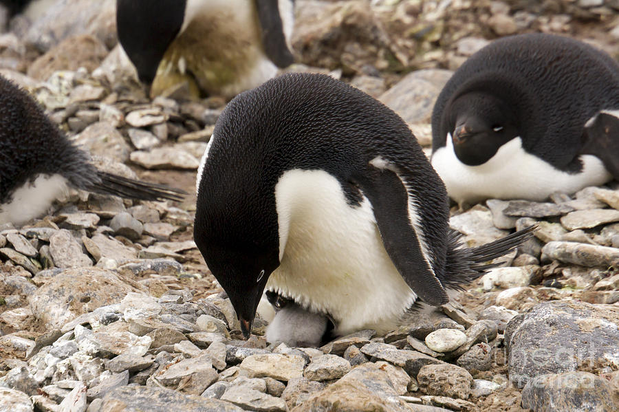 Adelie penguin and hatchingling Photograph by Karen Foley