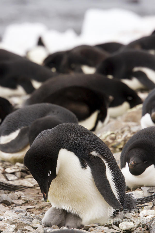 Adelie penguin and hatchlings  Photograph by Karen Foley