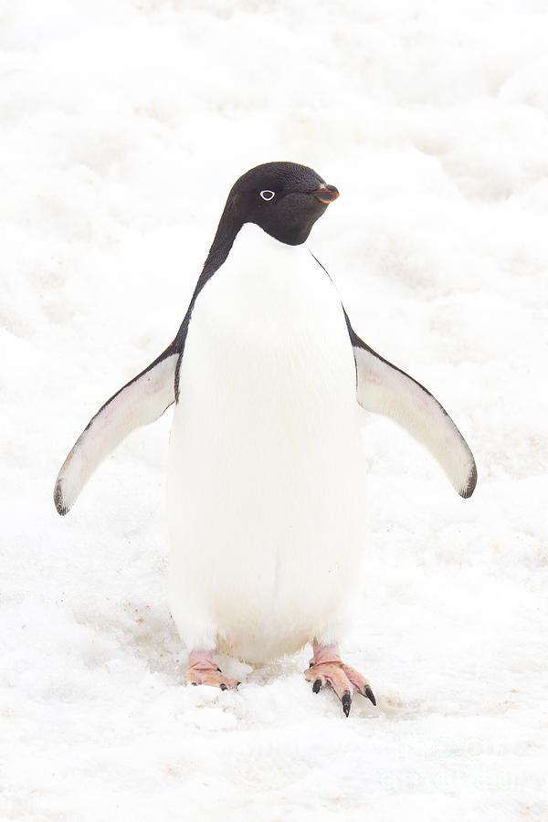 Adelie penguin, high tone Photograph by Karen Foley