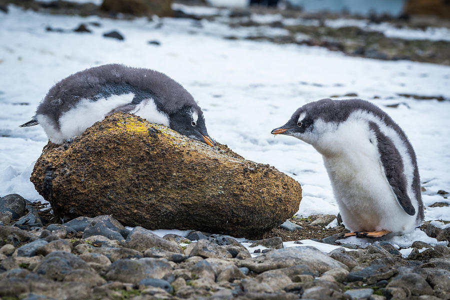 Adelie penguin lying on rock beside another Photograph by Ndp - Pixels