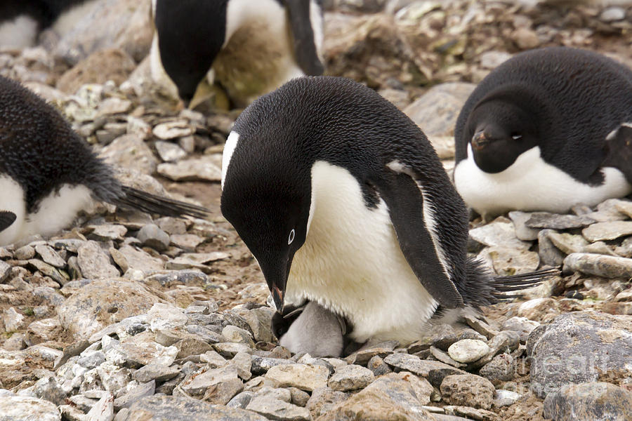 Adelie penguin on nest with hatching chick Photograph by Karen Foley