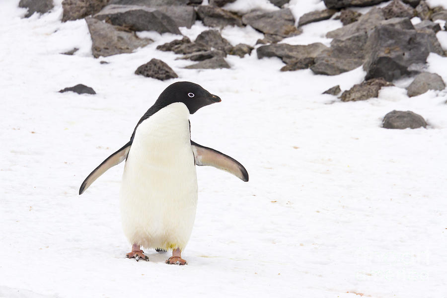 Adelie penguin on Paulet Island, Antarctica Photograph by Karen Foley