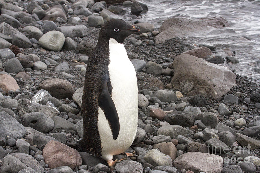 Adelie penguin on rocky shore Photograph by Karen Foley