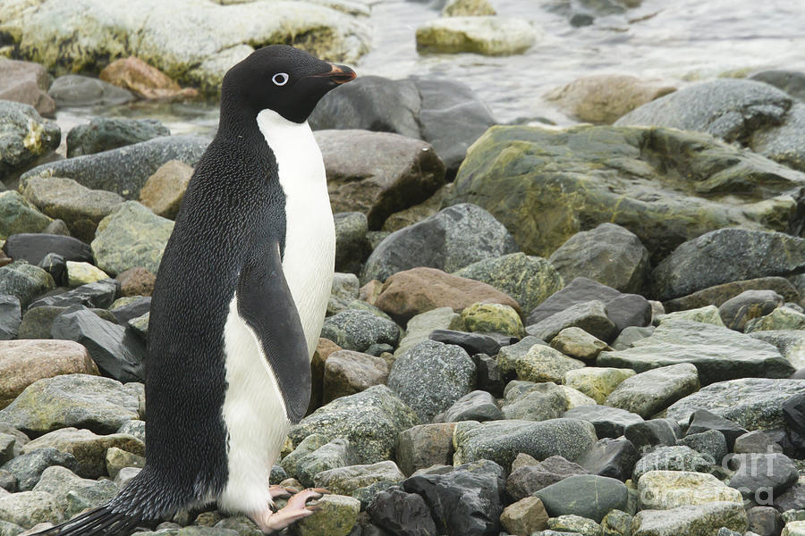 Adelie penguin on shore Photograph by Karen Foley