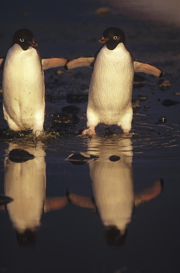 Adelie Penguin Pygoscelis Adeliae Pair Photograph by Tui De Roy