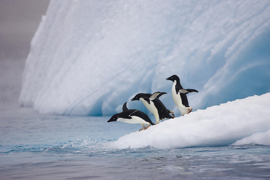 Animal Photograph - Adelie Penguin Trio Diving by Suzi Eszterhas