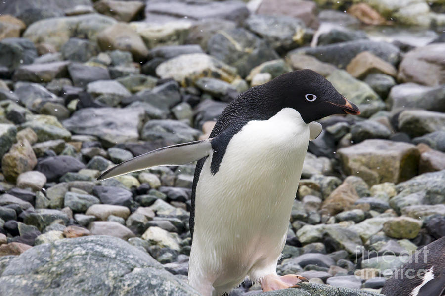 Adelie penguin walking Photograph by Karen Foley
