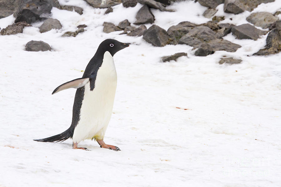 Adelie penguin walking on Paulet Island, Antarctica Photograph by Karen Foley