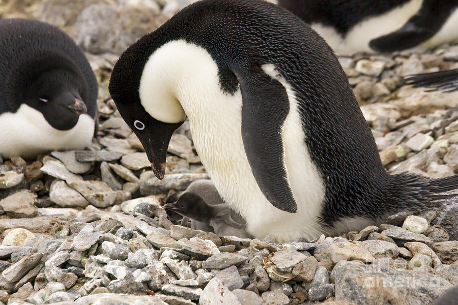 Adelie Penguin with chick Photograph by Karen Foley