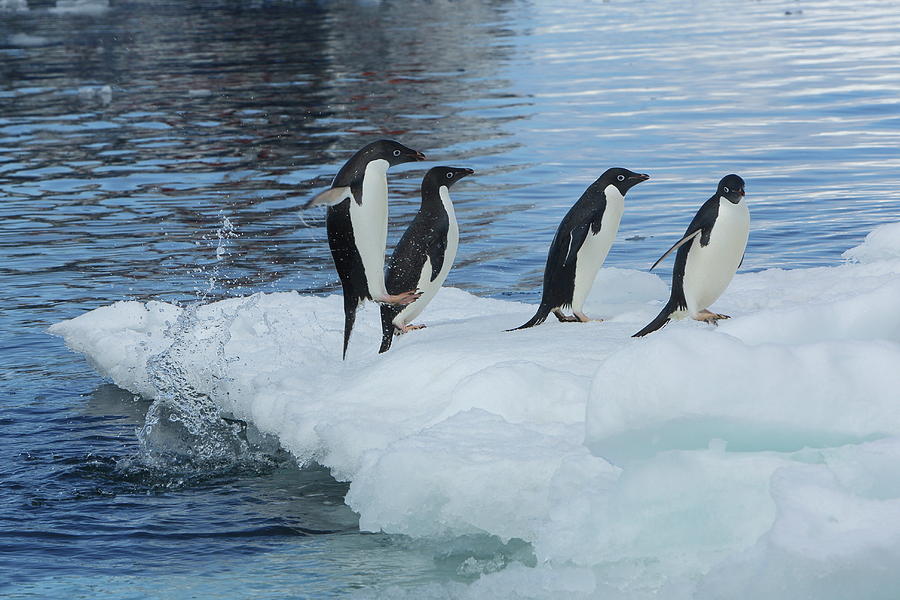Adelie Penguins On Iceberg Photograph by Bruce J Robinson
