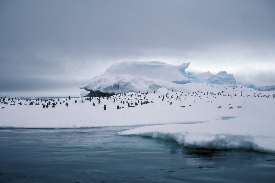 Adelie Penguins on Iceberg Weddell Sea Photograph by Brian Lockett
